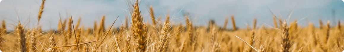 Шукай своє місто, підбирай програму до власного запиту та заповнюй заявку на участь. Приєднуйся, щоб створювати бізнес в Україні!